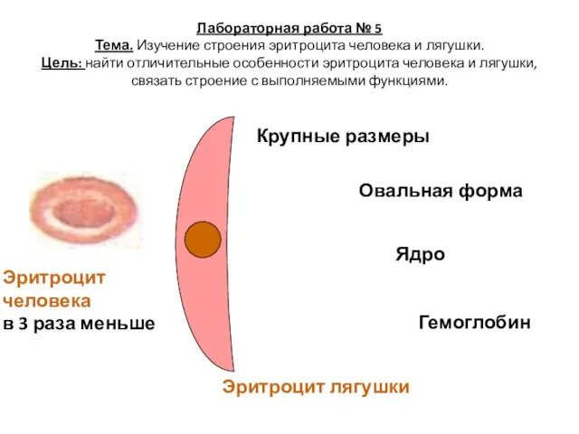 Лабораторная работа № 5 Тема. Изучение строения эритроцита человека и лягушки.