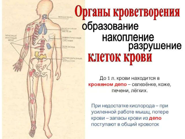 До 1 л. крови находится в кровяном депо – селезёнке, коже,