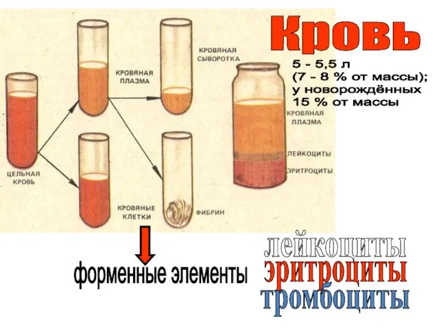 Кровь форменные элементы лейкоциты эритроциты тромбоциты 5 - 5,5 л (7