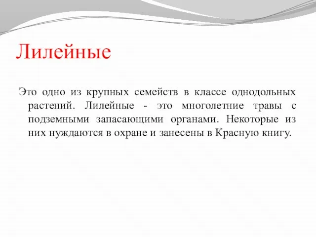 Лилейные Это одно из крупных семейств в классе однодольных растений. Лилейные