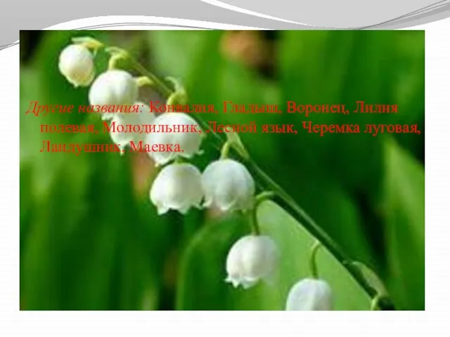 Другие названия: Конвалия, Гладыш, Воронец, Лилия полевая, Молодильник, Лесной язык, Черемка луговая, Ландушник, Маевка.