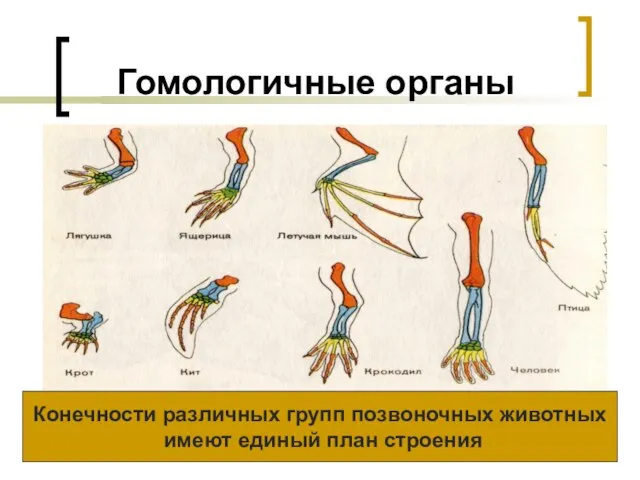 Гомологичные органы Конечности различных групп позвоночных животных имеют единый план строения