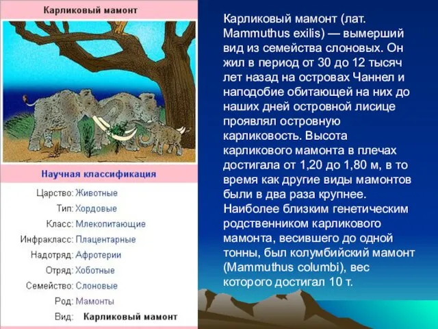 Карликовый мамонт (лат. Mammuthus exilis) — вымерший вид из семейства слоновых.