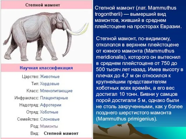 Степной мамонт (лат. Mammuthus trogontherii) — вымерший вид мамонтов, живший в