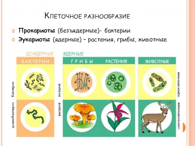 Клеточное разнообразие Прокариоты (безъядерные)- бактерии Эукариоты (ядерные) – растения, грибы, животные