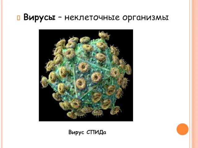 Вирусы – неклеточные организмы Вирус СПИДа