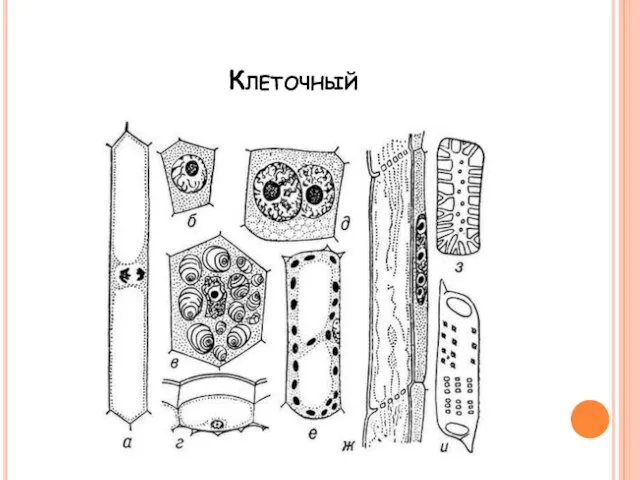 Клеточный