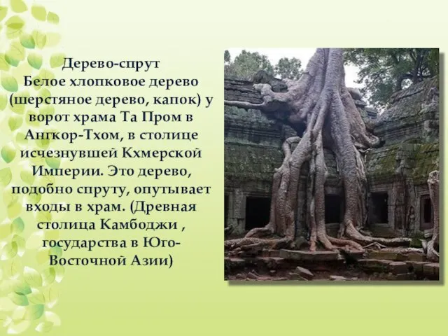 Дерево-спрут Белое хлопковое дерево (шерстяное дерево, капок) у ворот храма Та