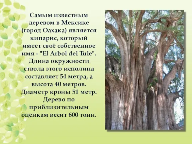 Самым известным деревом в Мексике (город Оахака) является кипарис, который имеет
