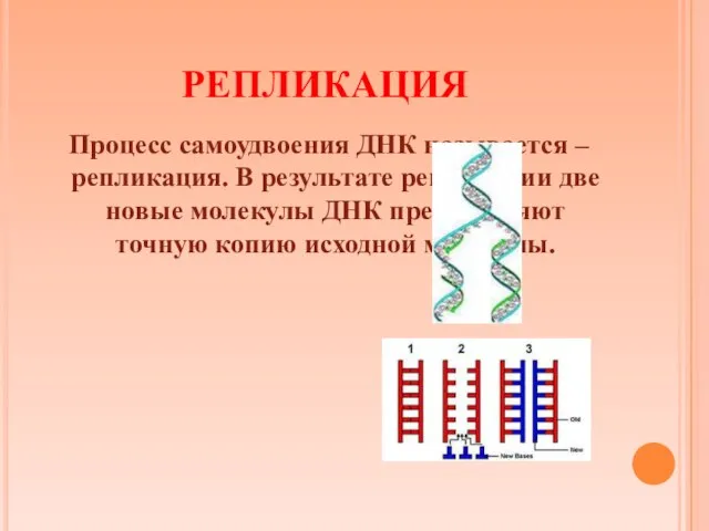 РЕПЛИКАЦИЯ Процесс самоудвоения ДНК называется – репликация. В результате репликации две