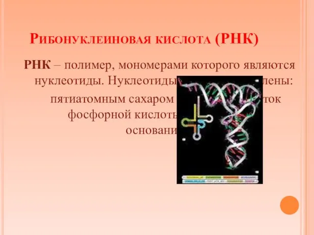 Рибонуклеиновая кислота (РНК) РНК – полимер, мономерами которого являются нуклеотиды. Нуклеотиды