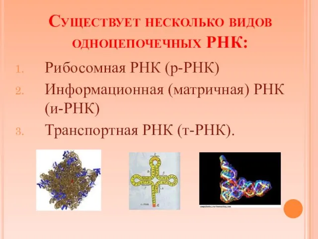 Существует несколько видов одноцепочечных РНК: Рибосомная РНК (р-РНК) Информационная (матричная) РНК (и-РНК) Транспортная РНК (т-РНК).