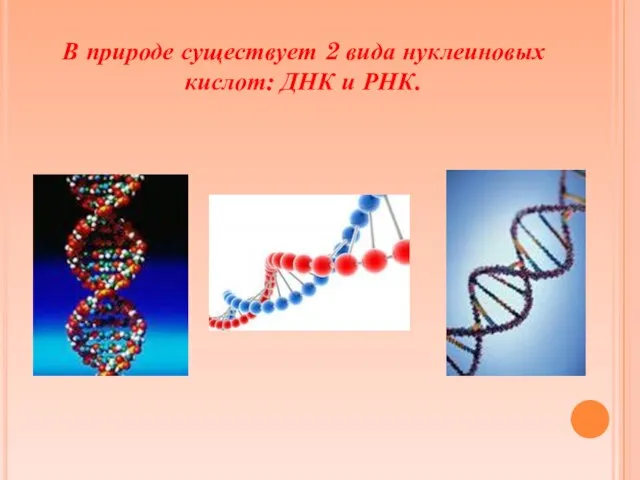 В природе существует 2 вида нуклеиновых кислот: ДНК и РНК.