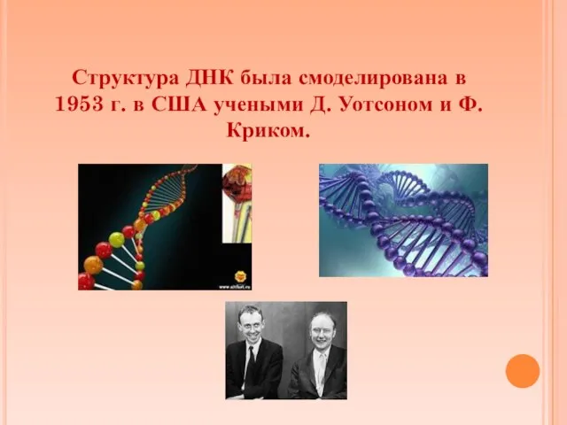 Структура ДНК была смоделирована в 1953 г. в США учеными Д. Уотсоном и Ф. Криком.