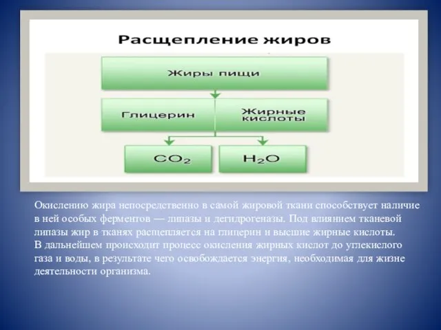 Окислению жира непосредственно в самой жировой ткани способствует наличие в ней