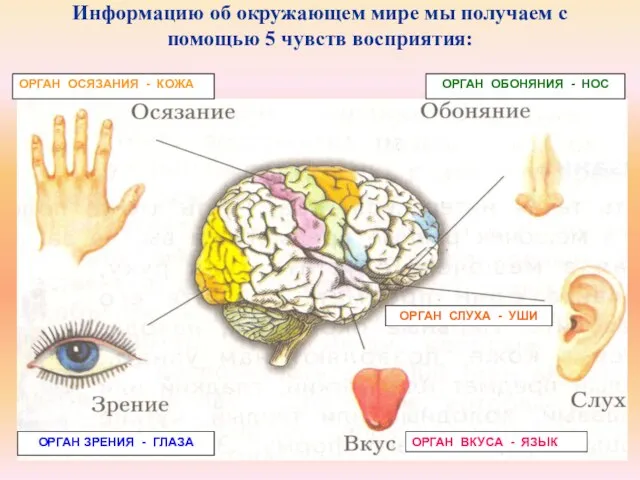 Информацию об окружающем мире мы получаем с помощью 5 чувств восприятия:
