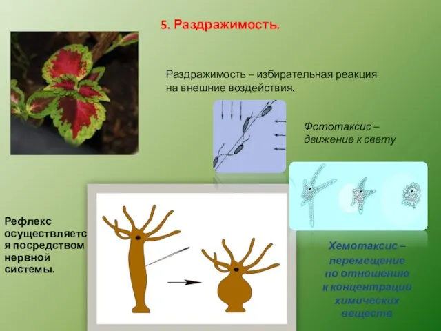 5. Раздражимость. Раздражимость – избирательная реакция на внешние воздействия. Рефлекс осуществляется