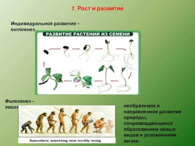 7. Рост и развитие Индивидуальное развитие – онтогенез. Филогенез – эволюция,