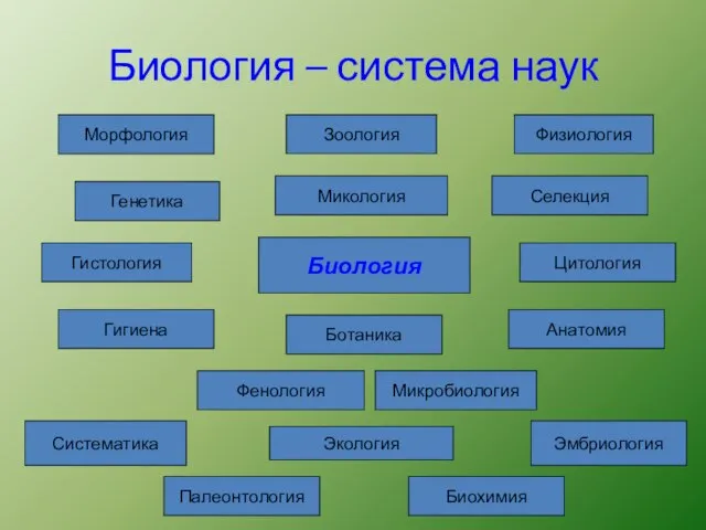 Биология – система наук Биология Морфология Анатомия Физиология Цитология Гистология Гигиена