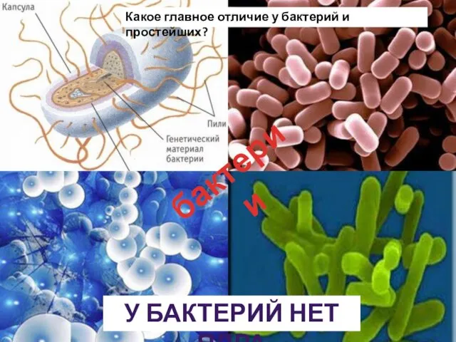 бактерии У бактерий нет ядра Какое главное отличие у бактерий и простейших?