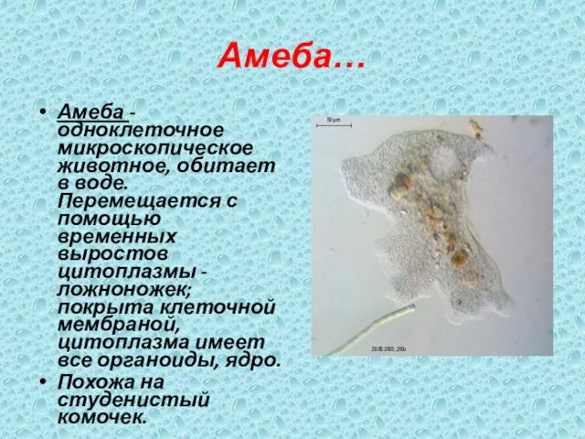 Амеба… Амеба - одноклеточное микроскопическое животное, обитает в воде. Перемещается с
