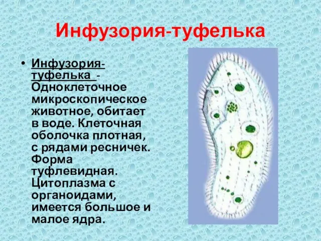 Инфузория-туфелька Инфузория-туфелька - Одноклеточное микроскопическое животное, обитает в воде. Клеточная оболочка