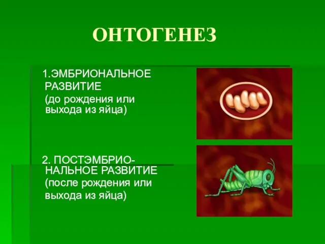 ОНТОГЕНЕЗ 1.ЭМБРИОНАЛЬНОЕ РАЗВИТИЕ (до рождения или выхода из яйца) 2. ПОСТЭМБРИО-НАЛЬНОЕ