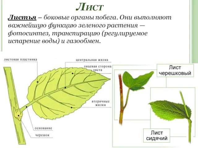 Лист Листья – боковые органы побега. Они выполняют важнейшую функцию зеленого
