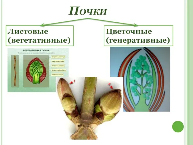 Почки Листовые (вегетативные) Цветочные (генеративные)