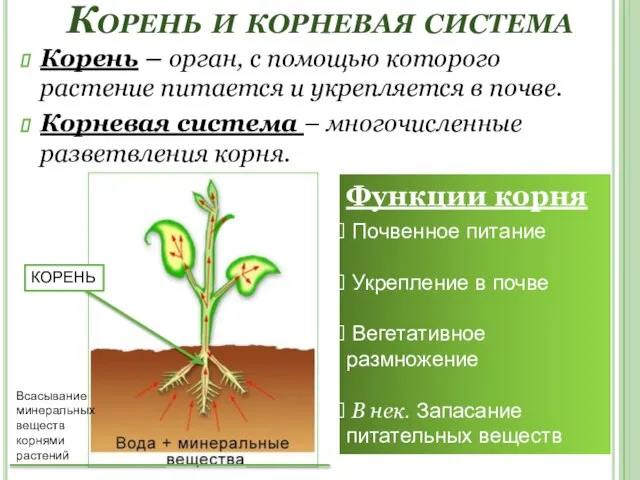 Корень и корневая система Корень – орган, с помощью которого растение