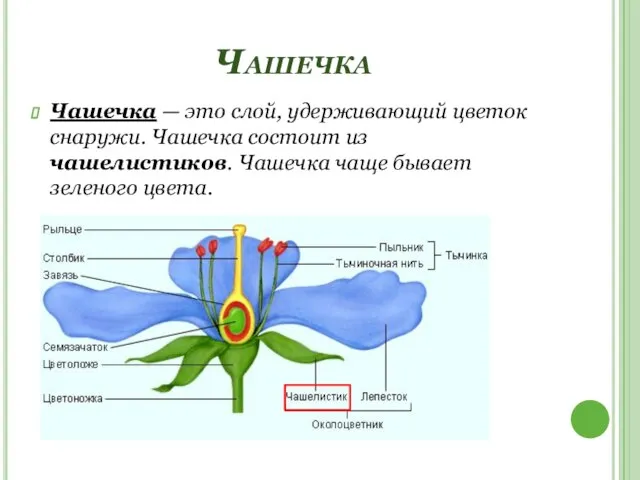 Чашечка Чашечка — это слой, удерживающий цветок снаружи. Чашечка состоит из