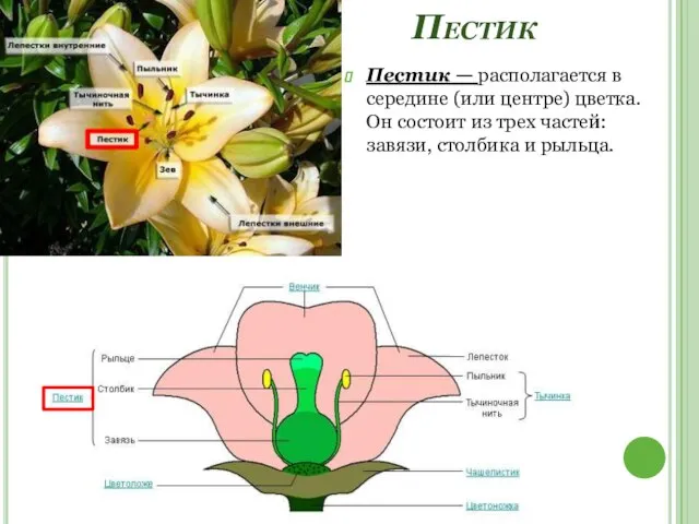 Пестик Пестик — располагается в середине (или центре) цветка. Он состоит