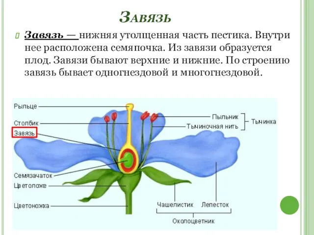 Завязь Завязь — нижняя утолщенная часть пестика. Внутри нее расположена семяпочка.