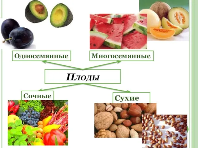 Плоды Сочные Сухие Односемянные Многосемянные