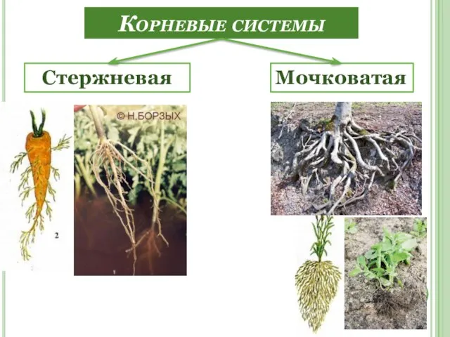 Корневые системы Мочковатая Стержневая