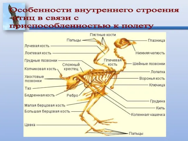 Особенности внутреннего строения птиц в связи с приспособленностью к полету