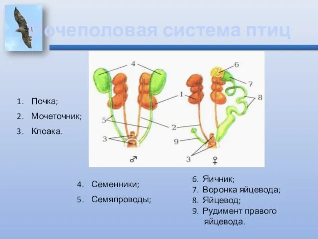 Мочеполовая система птиц Почка; Мочеточник; Клоака. Семенники; Семяпроводы; 6. Яичник; 7.