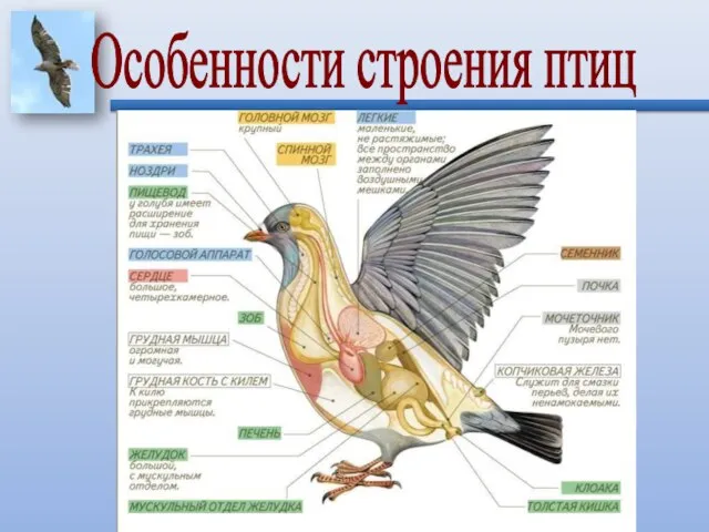 Особенности строения птиц