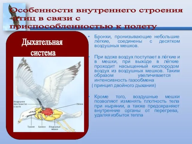 Бронхи, пронизывающие небольшие лёгкие, соединены с десятком воздушных мешков. При вдохе