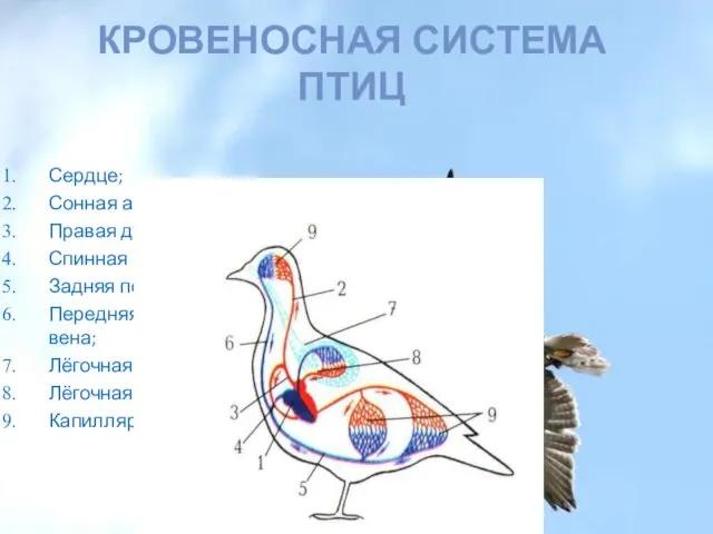 Кровеносная система птиц Сердце; Сонная артерия; Правая дуга аорты; Спинная аорта;