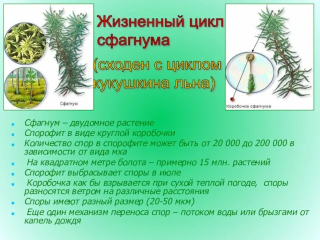 Сфагнум – двудомное растение Спорофит в виде круглой коробочки Количество спор