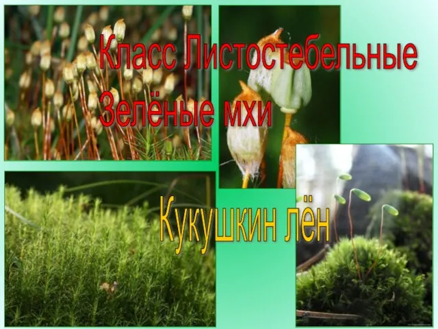 Класс Листостебельные Зелёные мхи Кукушкин лён