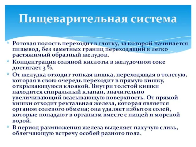 Ротовая полость переходит в глотку, за которой начинается пищевод, без заметных