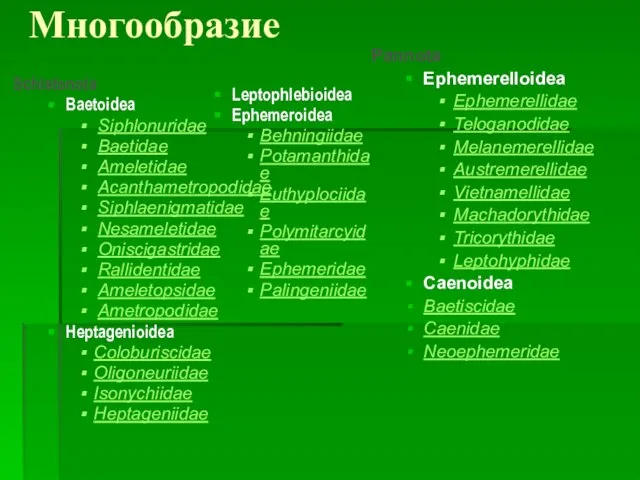 Многообразие Schistonota Baetoidea Siphlonuridae Baetidae Ameletidae Acanthametropodidae Siphlaenigmatidae Nesameletidae Oniscigastridae Rallidentidae