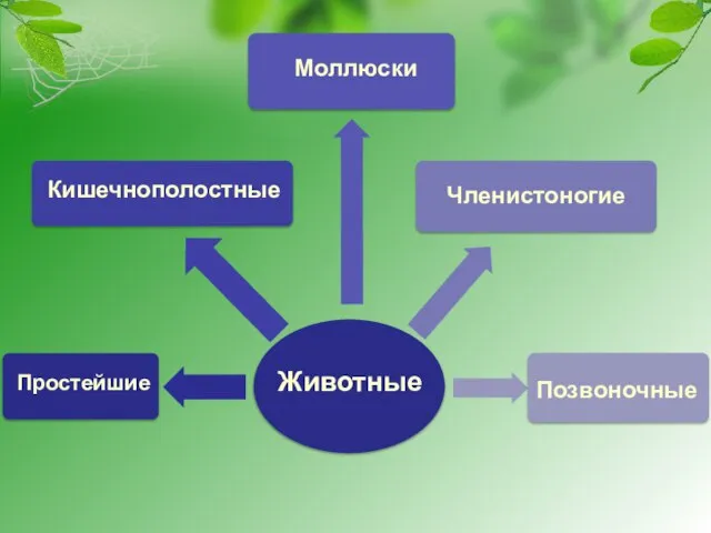 Животные Простейшие Кишечнополостные Моллюски Членистоногие Позвоночные