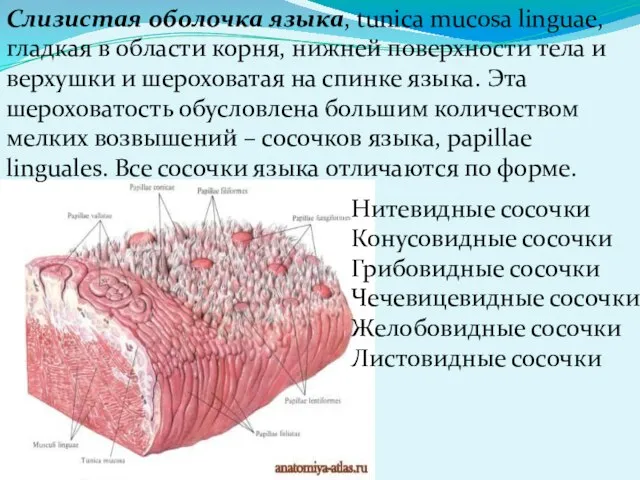 Слизистая оболочка языка, tunica mucosa linguae, гладкая в области корня, нижней