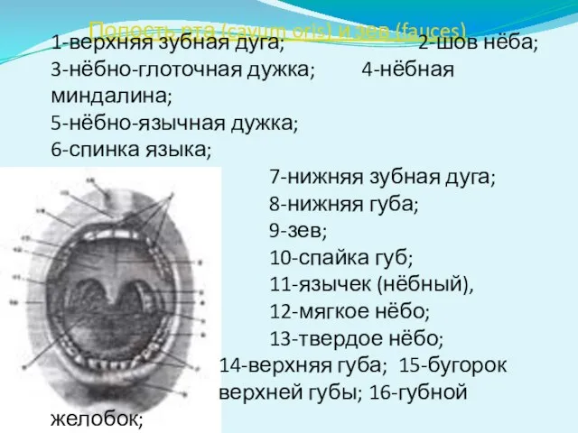 Полость рта (cavum oris) и зев (fauces) 1-верхняя зубная дуга; 2-шов