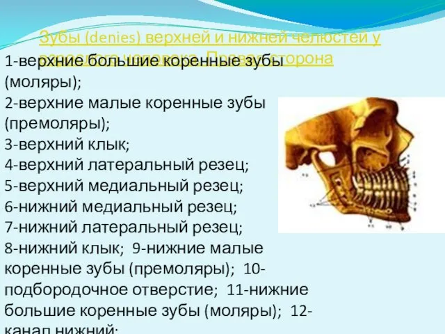 Зубы (denies) верхней и нижней челюстей у взрослого человека. Правая сторона