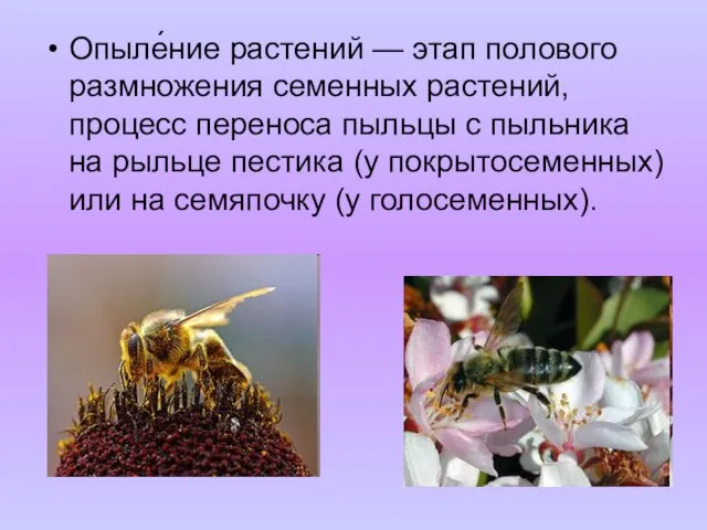 Опыле́ние растений — этап полового размножения семенных растений, процесс переноса пыльцы