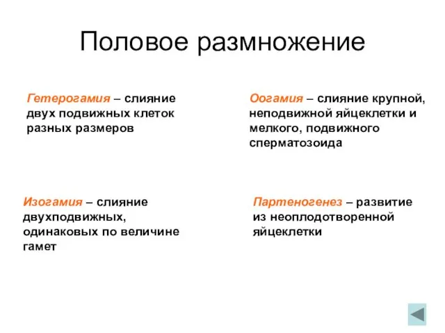 Половое размножение Гетерогамия – слияние двух подвижных клеток разных размеров Оогамия